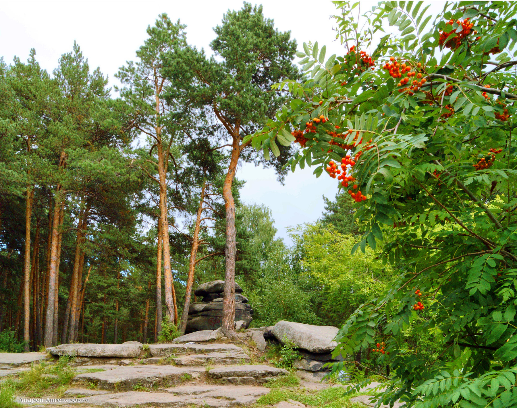 Красные гроздья рябины Екатеринбург парк Каменные палатки