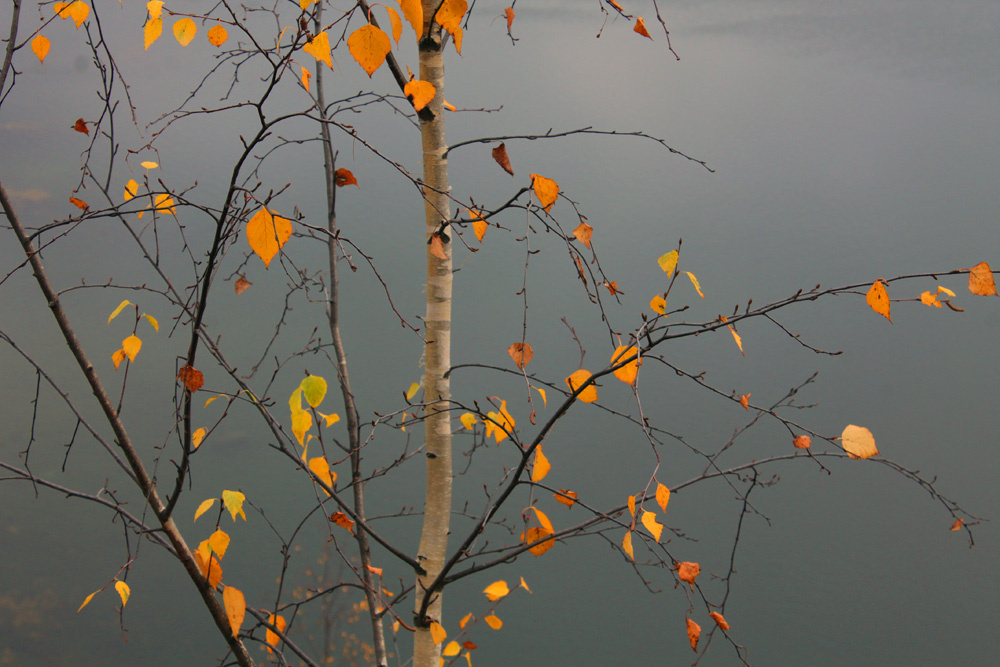 Последние Осень деревья листья