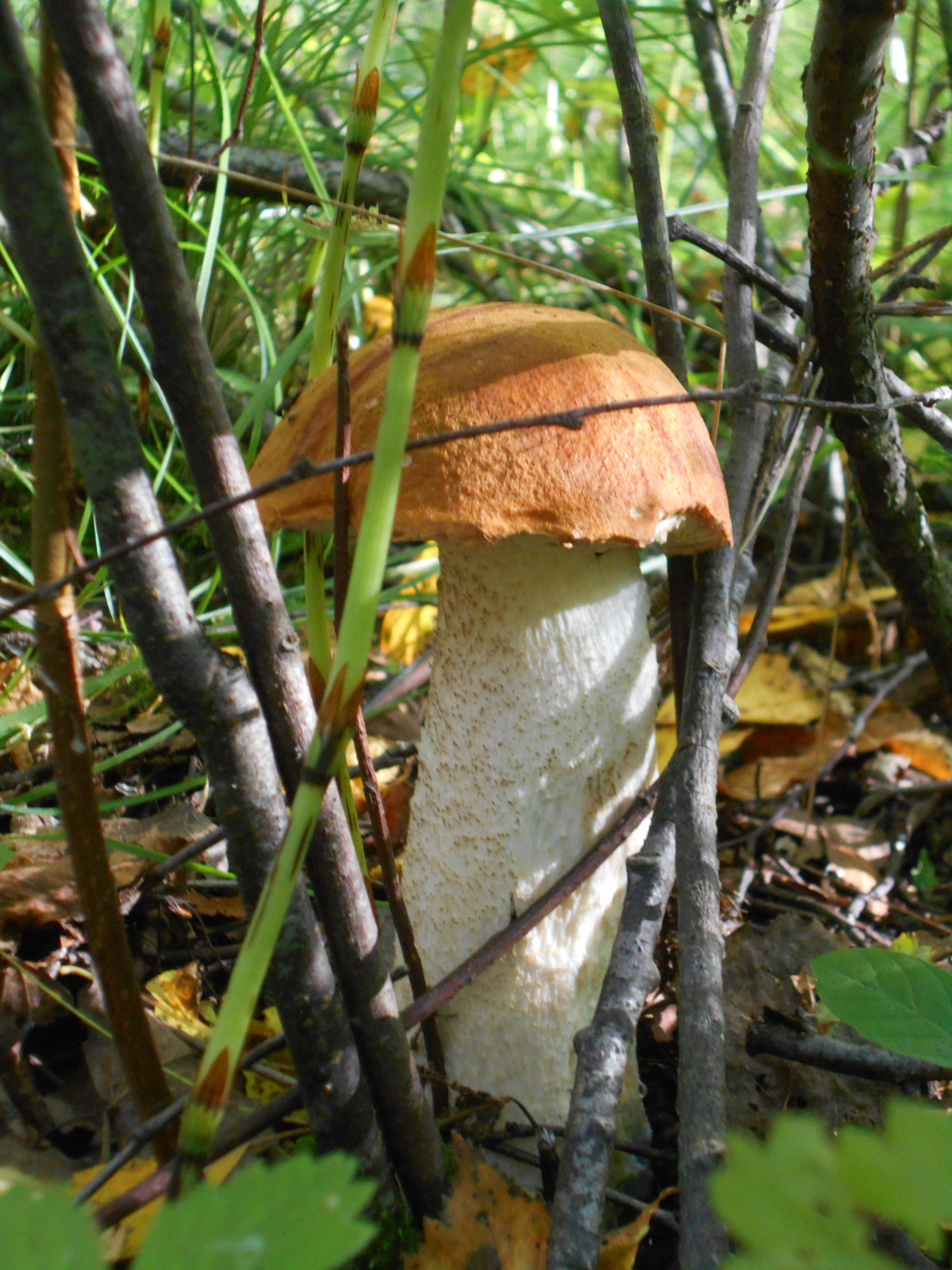 Подосиновик гриб лес подосиновик