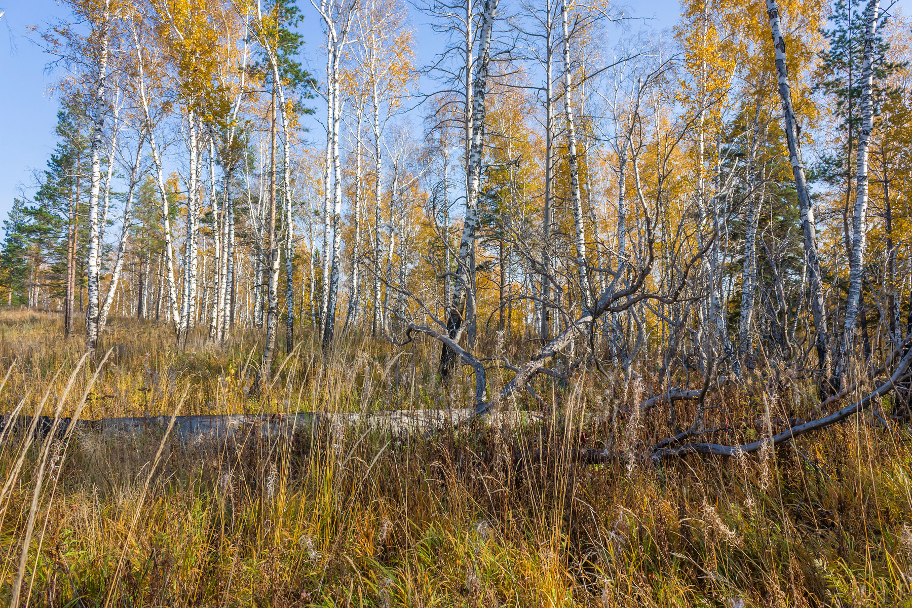 Осенний лес Южный Урал Миасс осень лес
