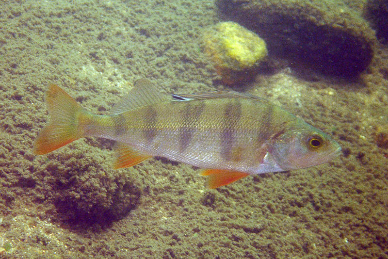 Патриотический рыб рыба рыбы рыбка рыбки fish дайвинг diving окунь perch окунек