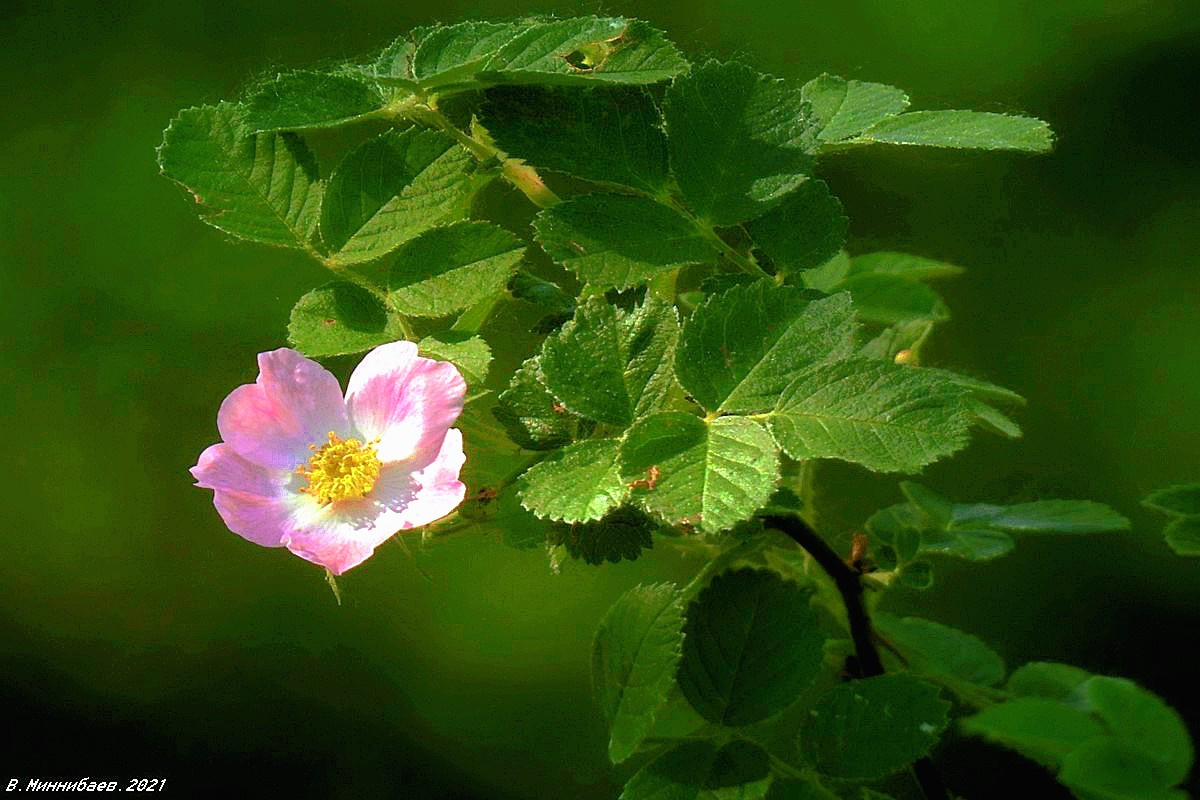 Цветок природа лето цветы шиповник