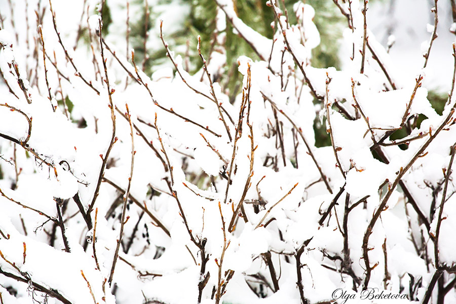 Заснеженные ветви зима природа ветви фотография фотокомпозиция