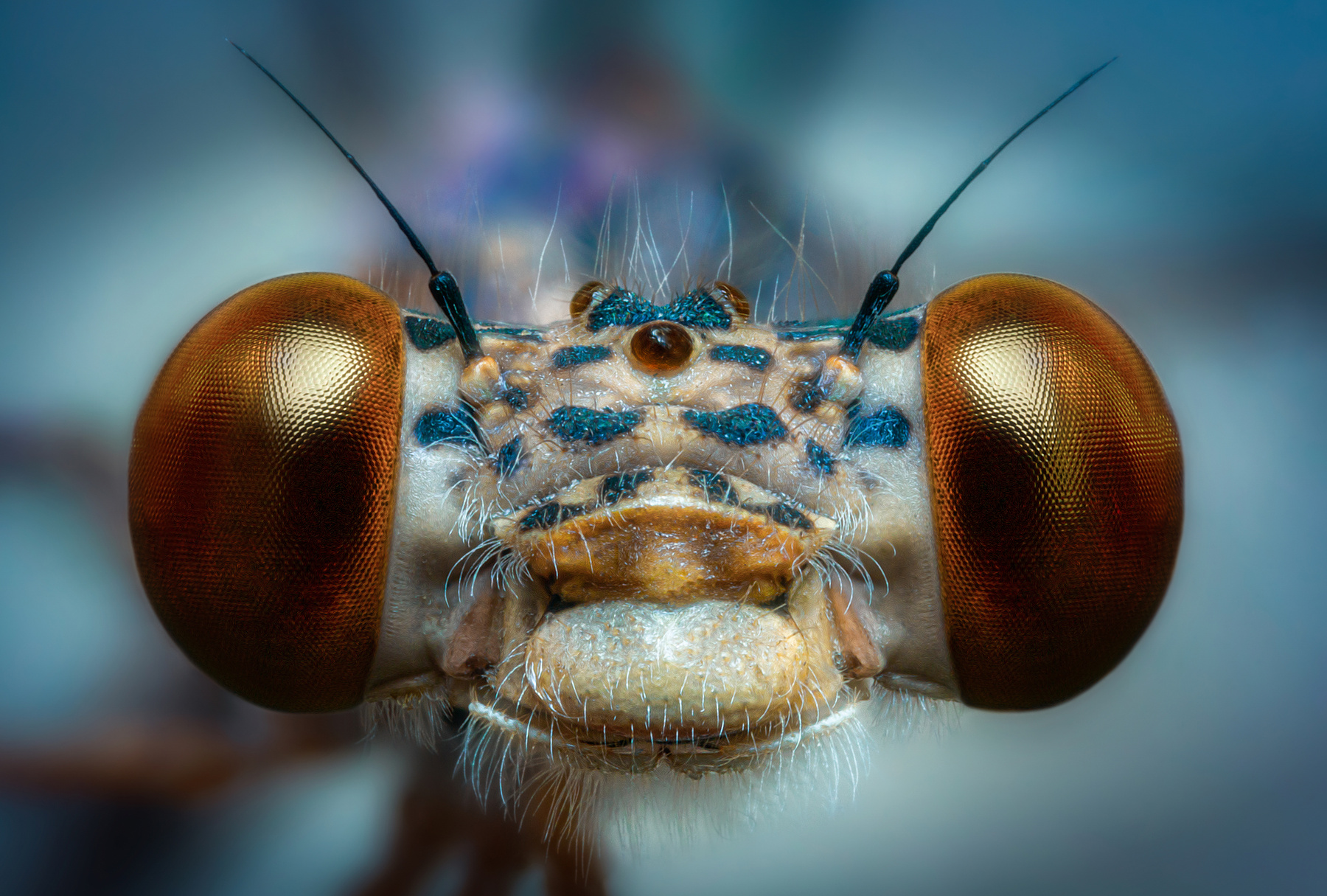 Инопланетянка )) макро стрекоза насекомые фон боке природа глаза взгляд лето свет цвет