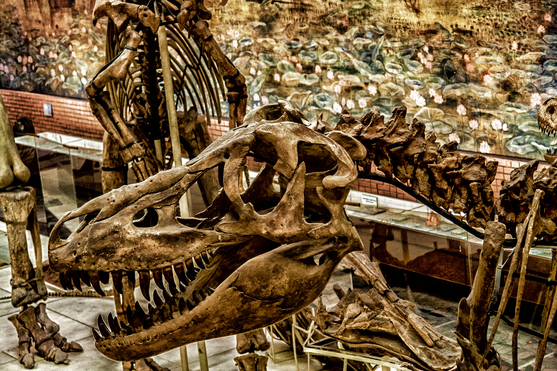 Тираннозавр Музей палеонтология Коньково Москва