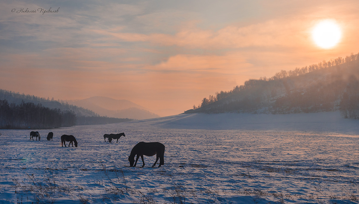 Пасутся кони в белом поле. зима снег лошади небо солнце