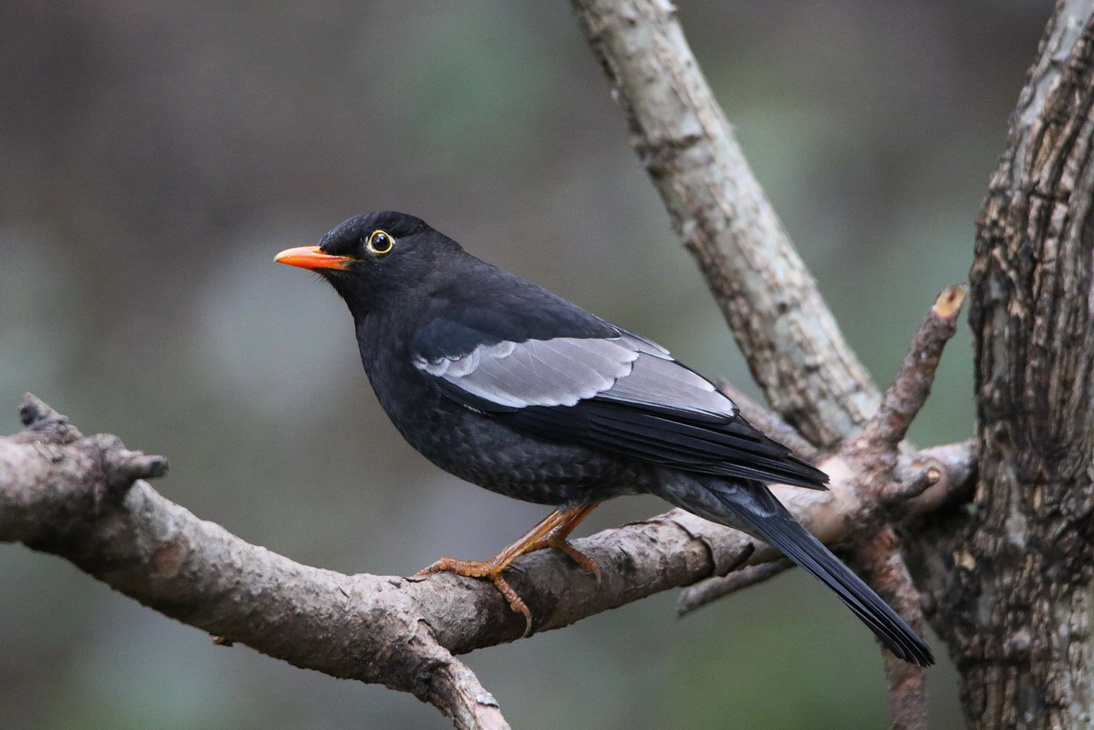 Gray-winged Blackbird 