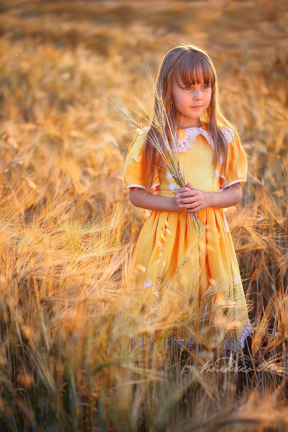 В золоте заката девочка закат пшеница