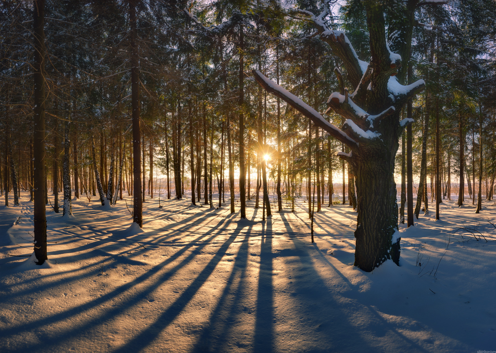 / Подмосковные дебри / пейзаж зима лес свет цвет снег дерево