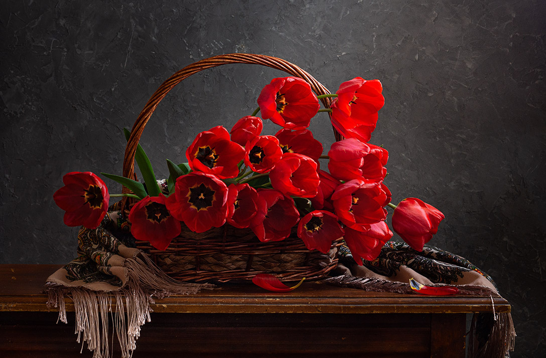 *** красные тюльпаны на фоне бетонной стены