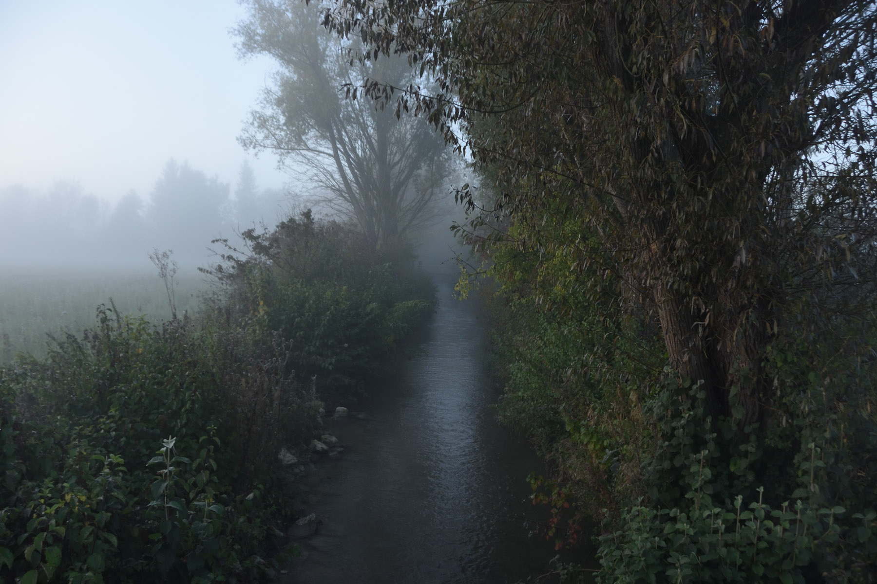 Над ручьем утро туман ручей