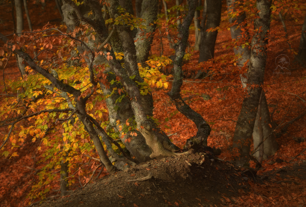 Autumn forest дерево пейзаж лес осень