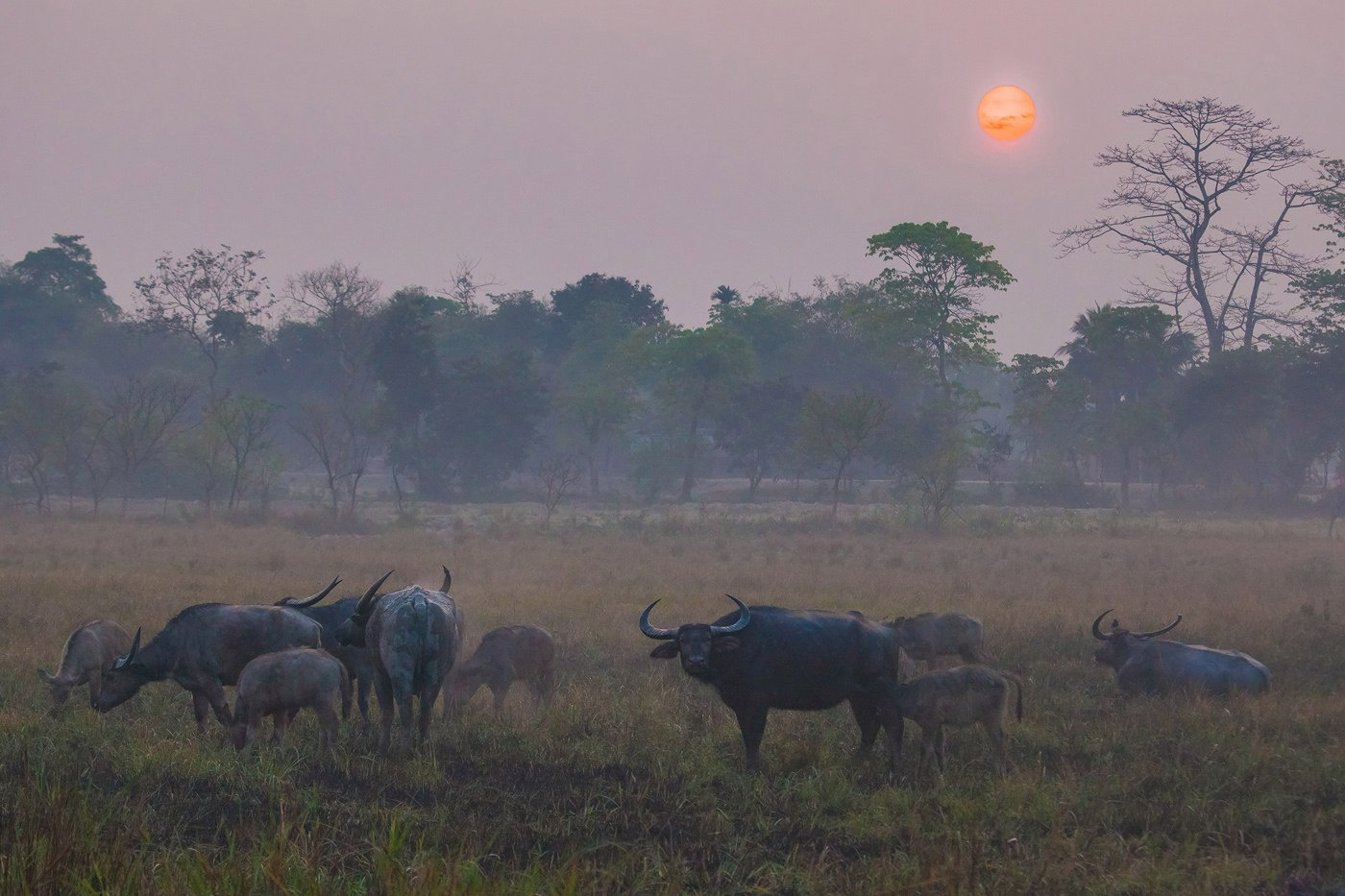 "Буйволы в тумане" Индия Казиранга национальный парк буйвол азиатский животные путешествие