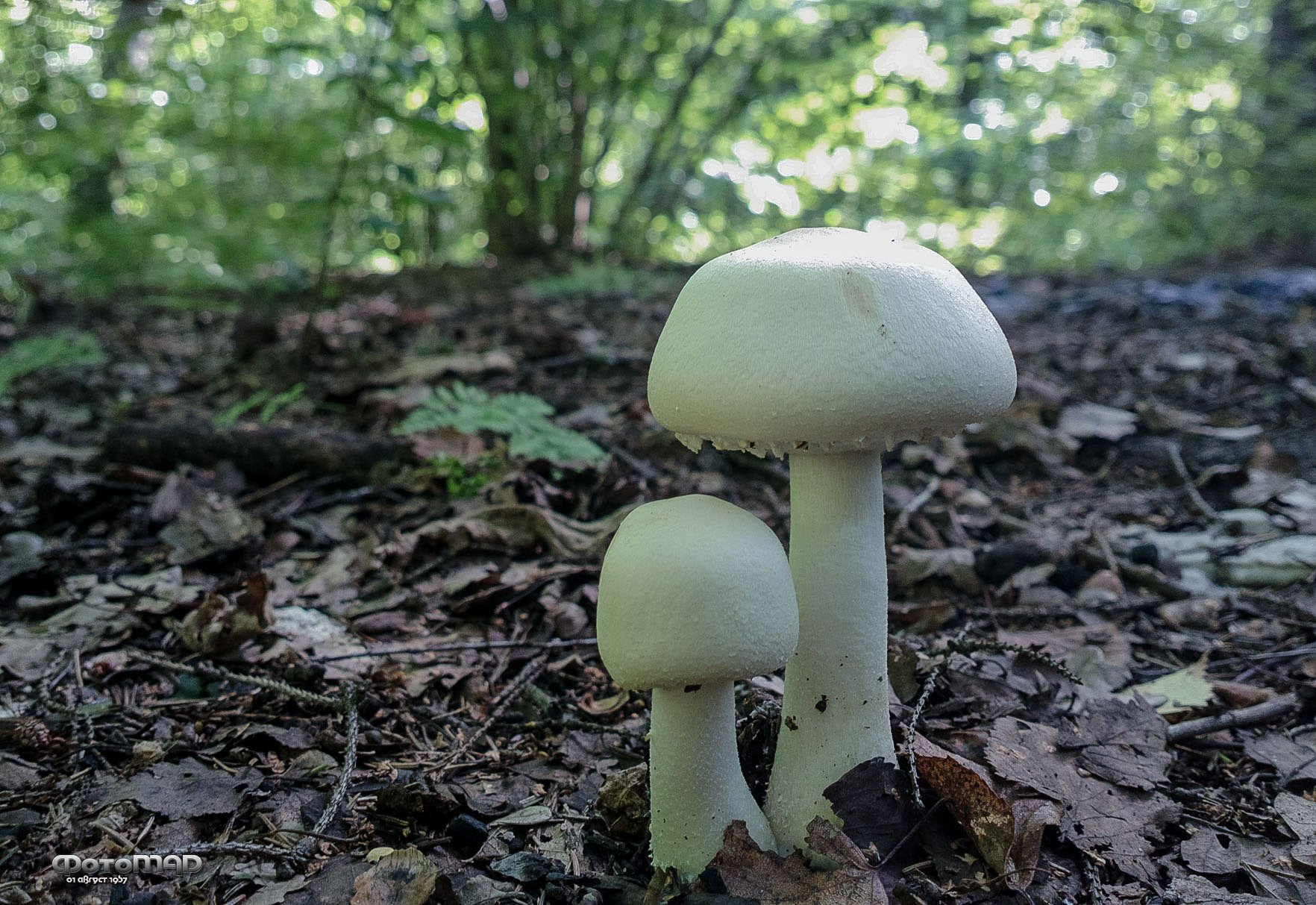 ***грибы белый гриб лес поле горы роща природа грибочки красота грибной суп шемпики