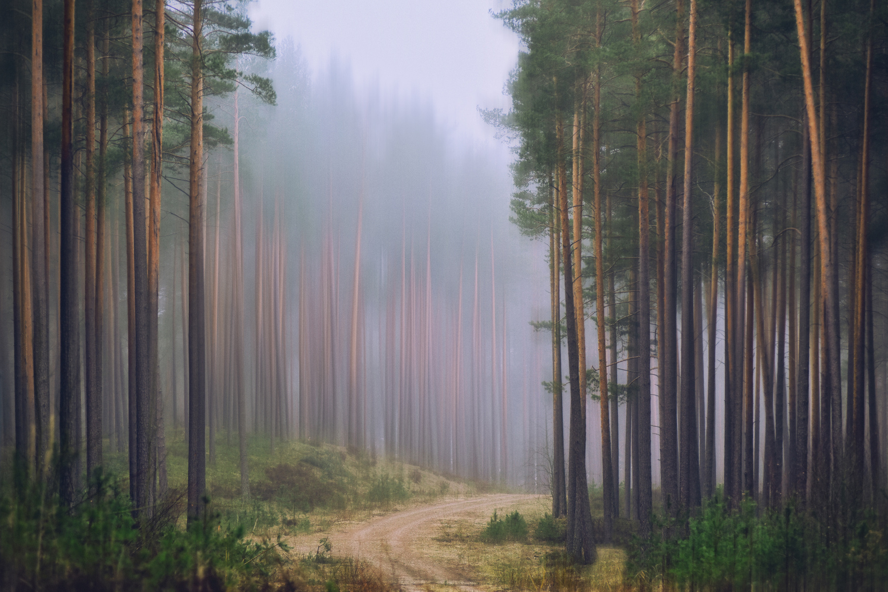 * лес туман природа дорога красота eVm