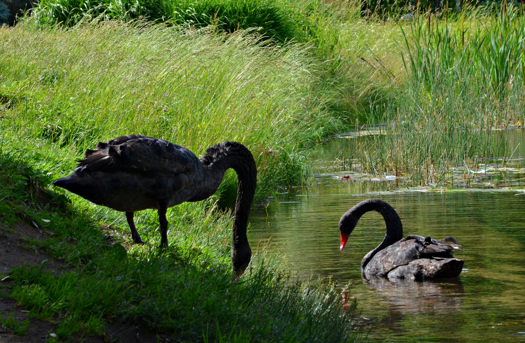Черные лебеди. москва ботанический сад лето пруд птицы лебеди