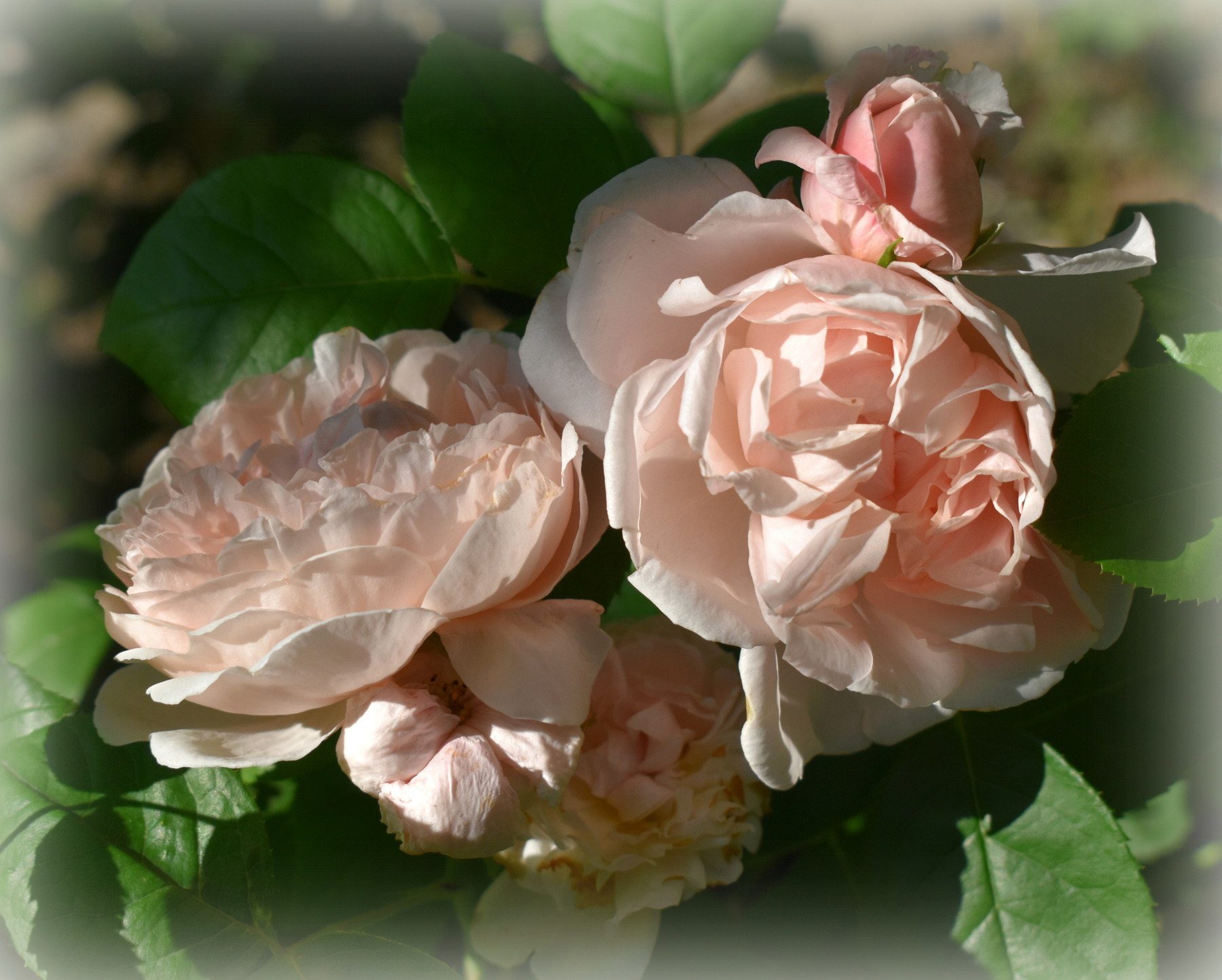 Изысканое крем-брюле)) лето июнь роза