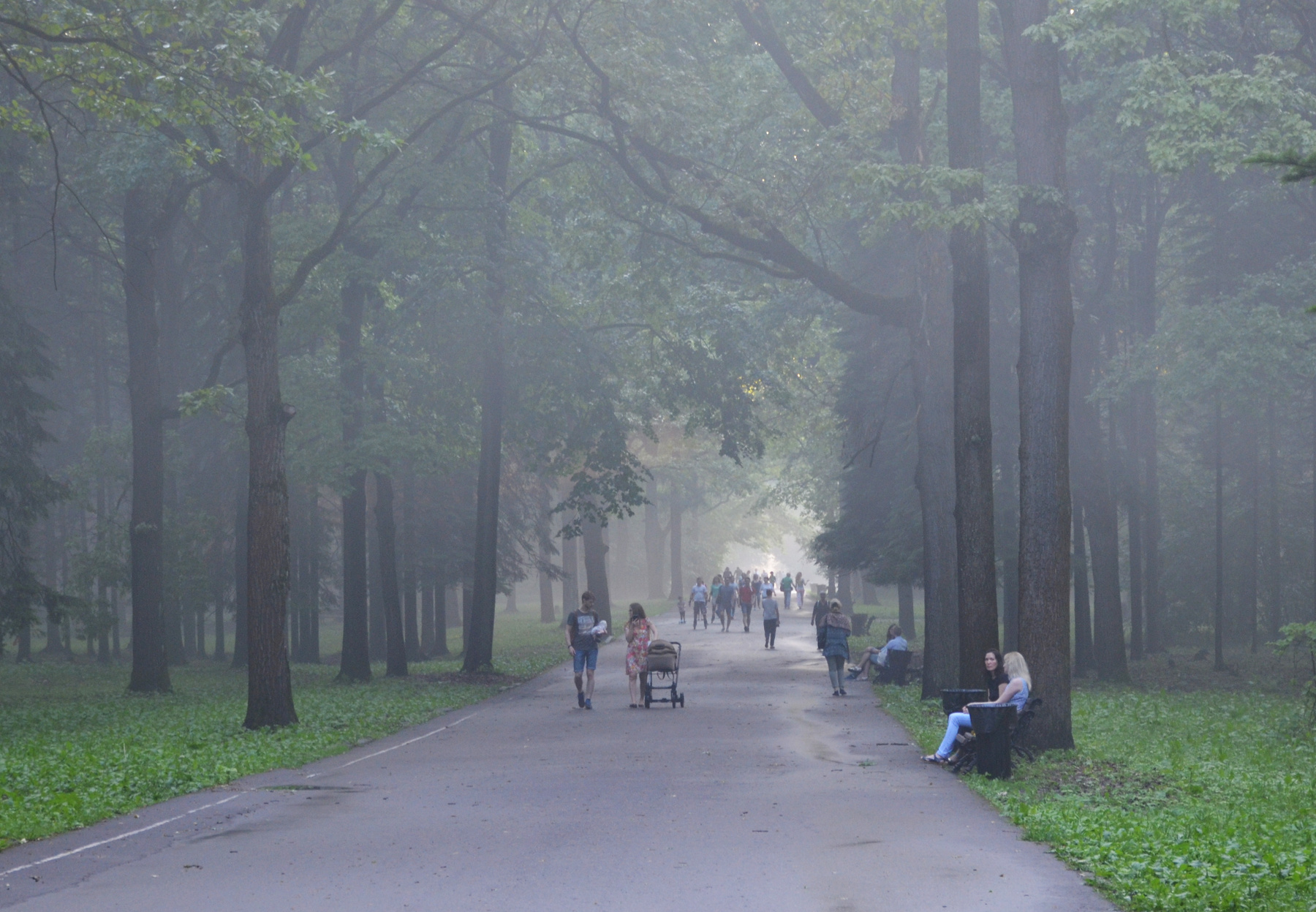 В Ботаническом саду. Москва лето ботанический сад дымка аллея люди прогулка
