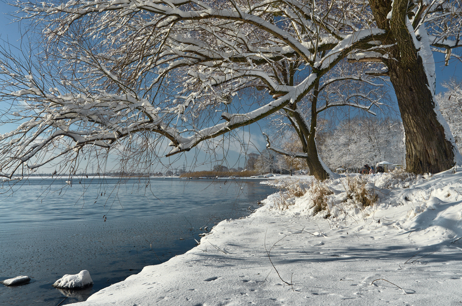 У озера в январский день зима природа снег пейзаж дерево озеро берег