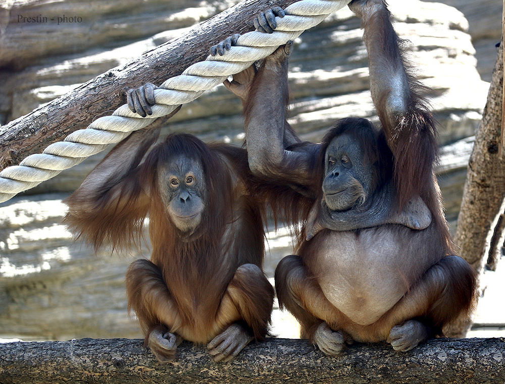 Даёшь молодёжь!... обезьяна орангутан беременная самец самка рыжий шерсть живот