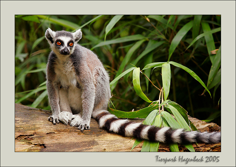 Lemure Dalla Coda Ad Anelli Lemur, Animals, Weird animals