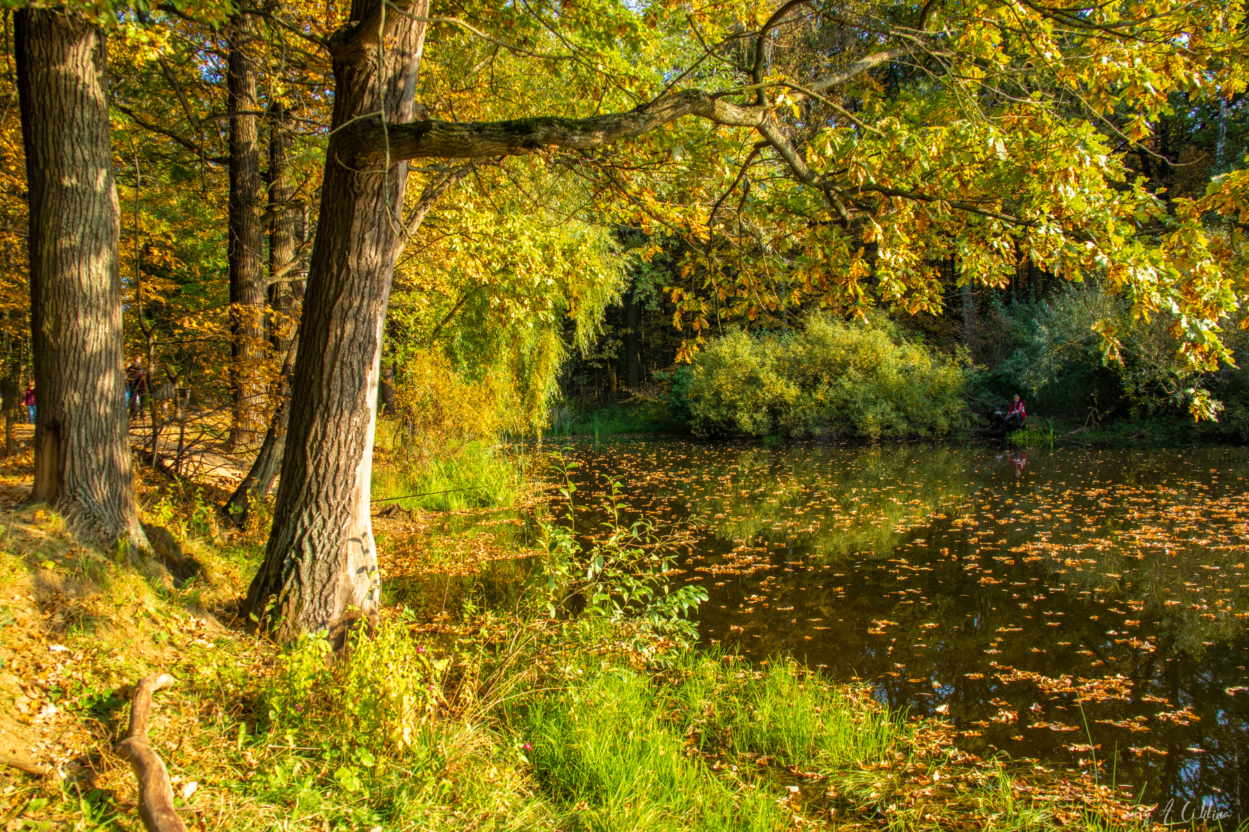 Золотая заводь осень дуб лес берег