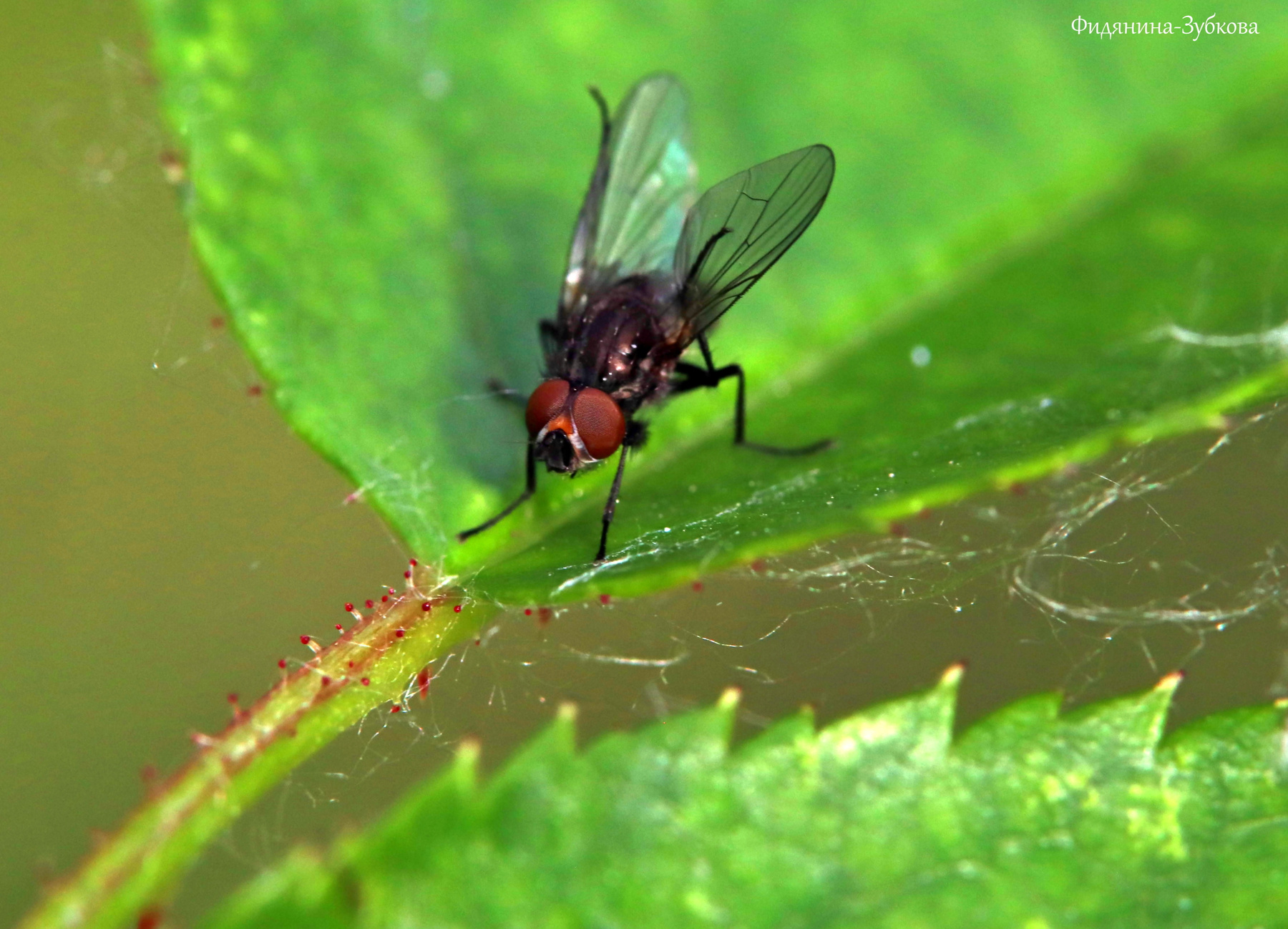 Домашняя муха на листе 