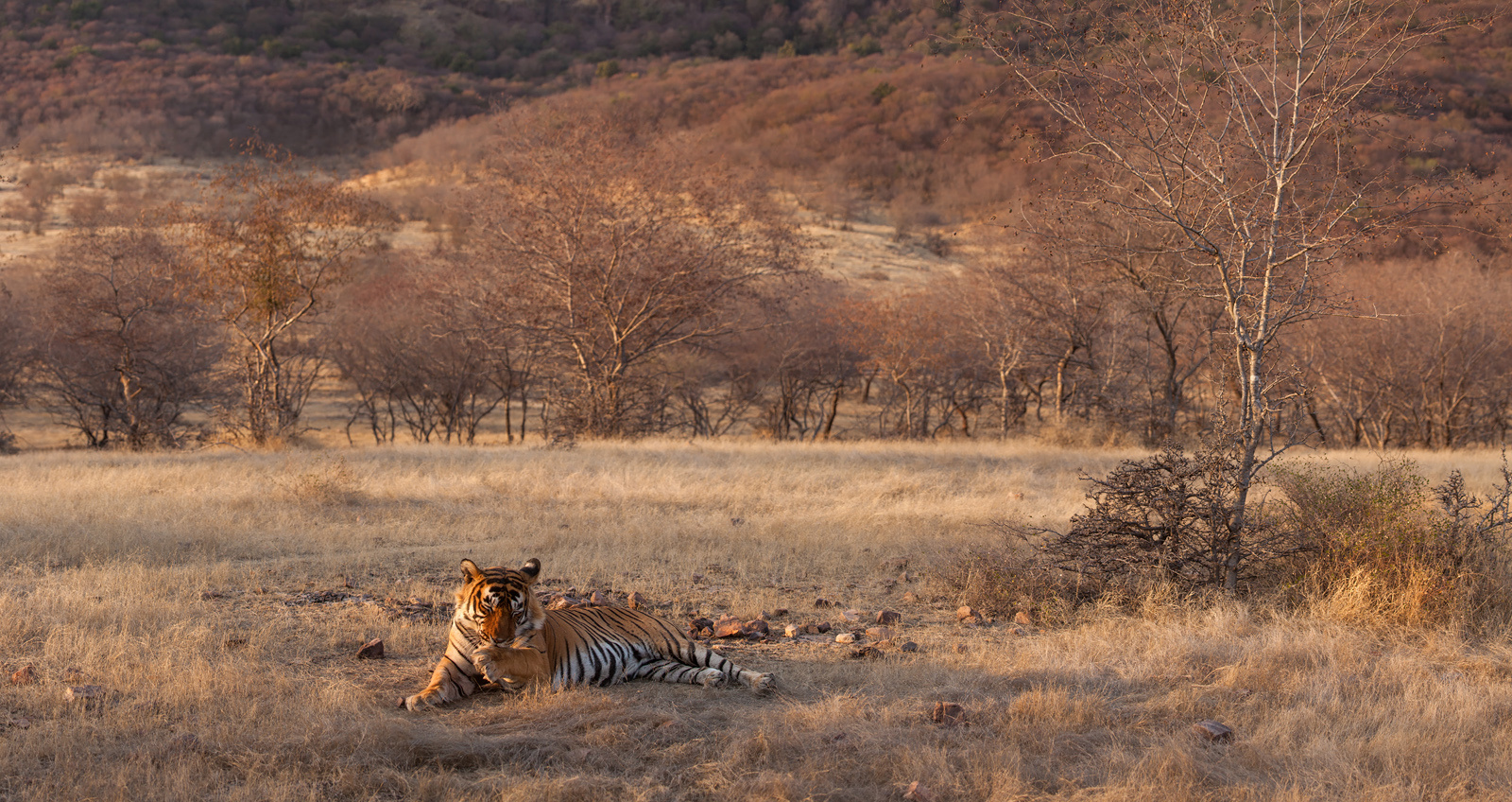 "Тигро-панорама" Индия Рантхамбор национальный парк тигр путешествие