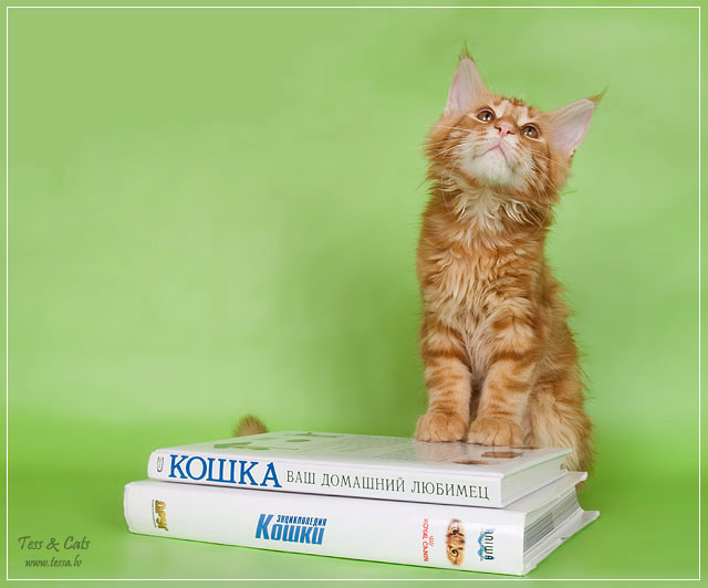 Мечтатель котенок мэйн кун книги кошки