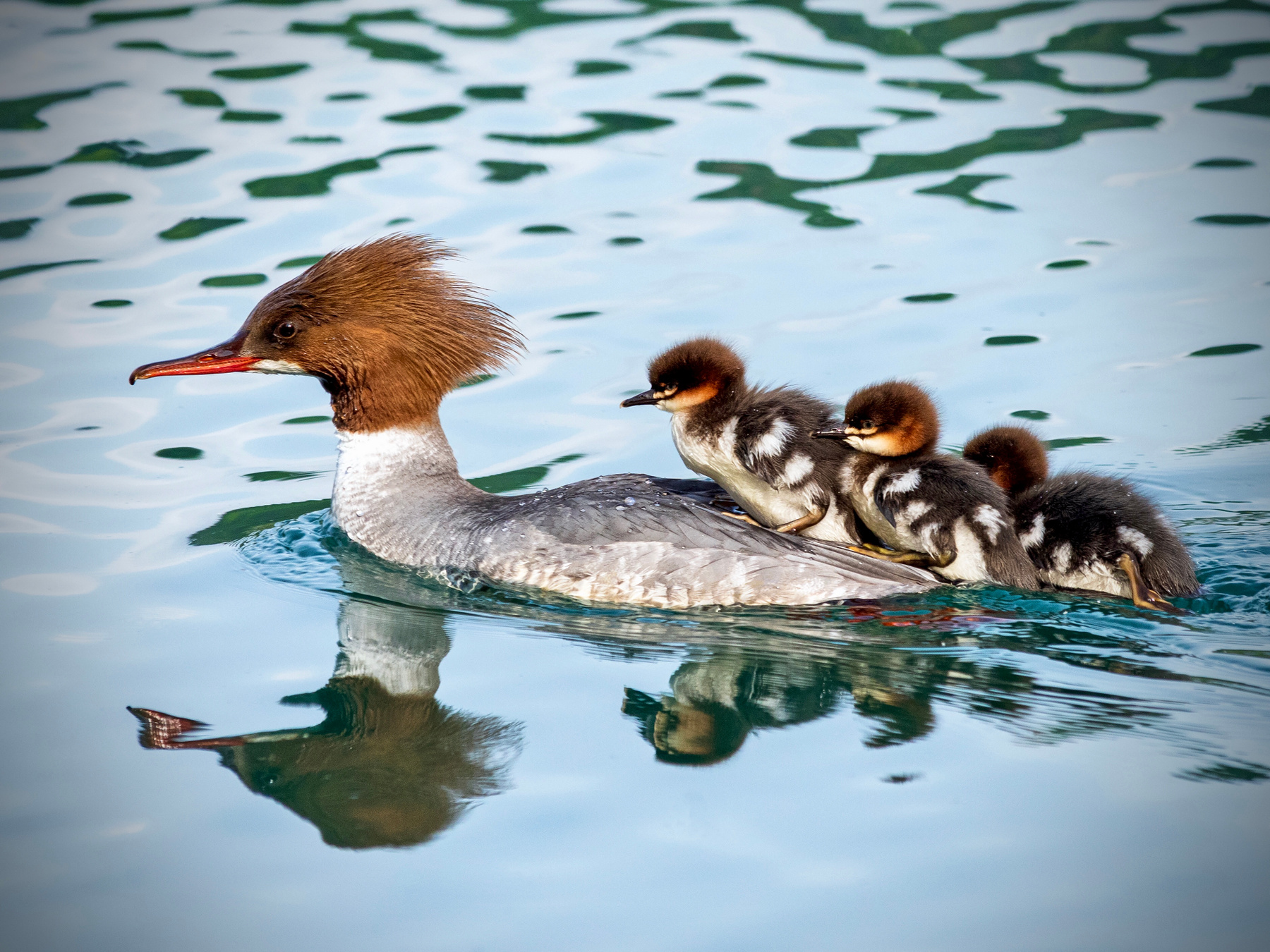 Семья крохалей на озере Блед Птицы крохаль озеро
