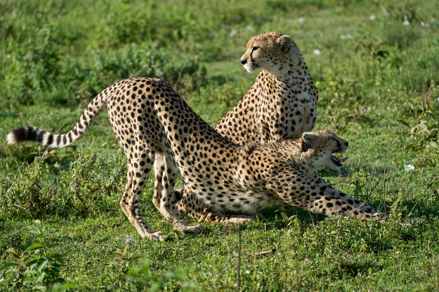 Гепарды Танзания Нгоронгоро Африка природа животные кошки гепарды