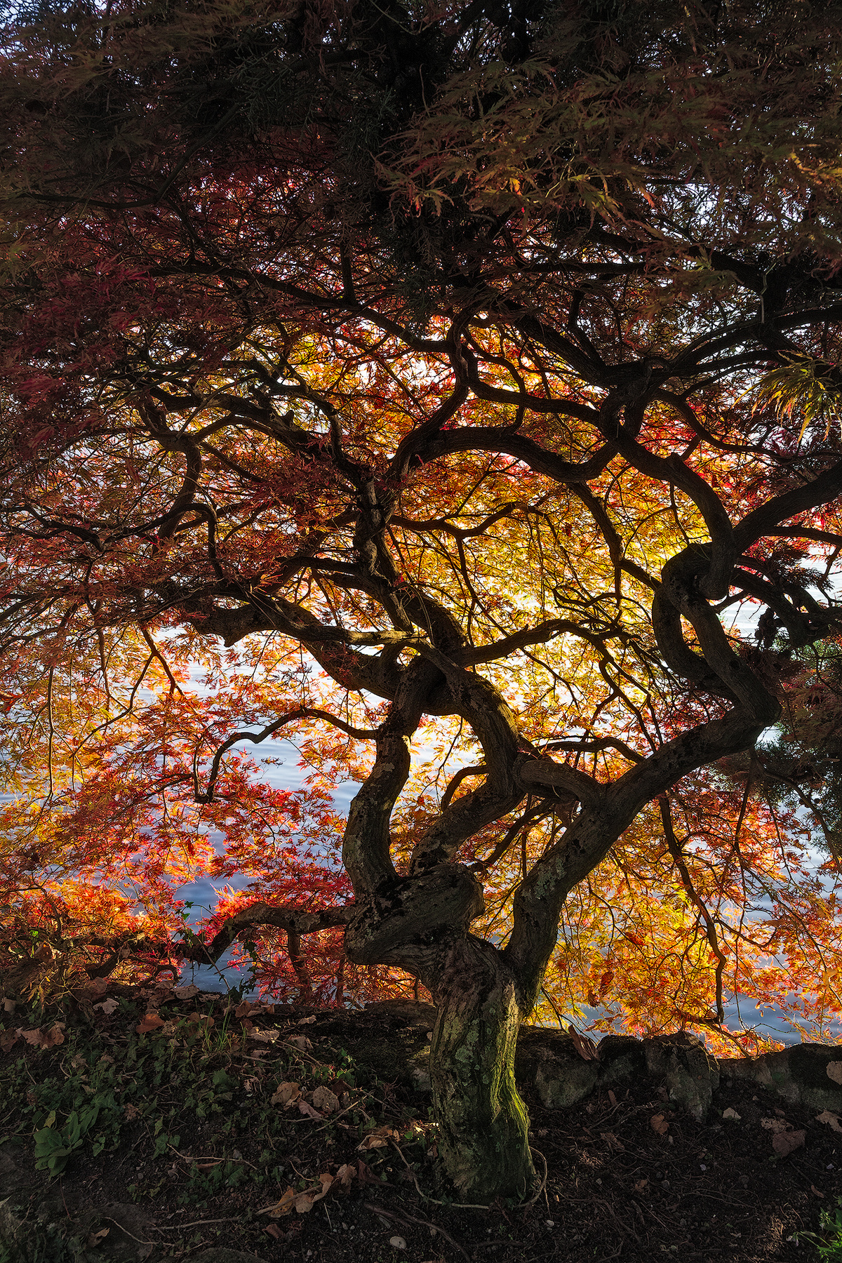 *Сеть* Дерево осень листья цвет желтый багряный