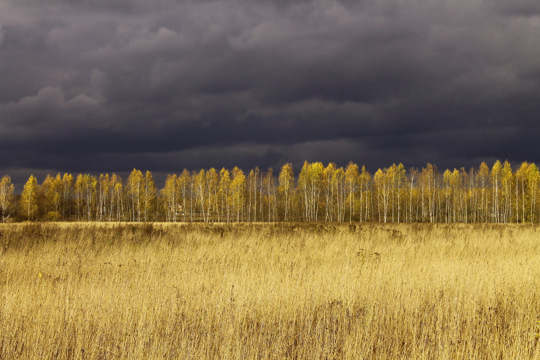 Осенний пейзаж в окрестностях платформы "43 км"(Горьковское направление) Подмосковье Осень