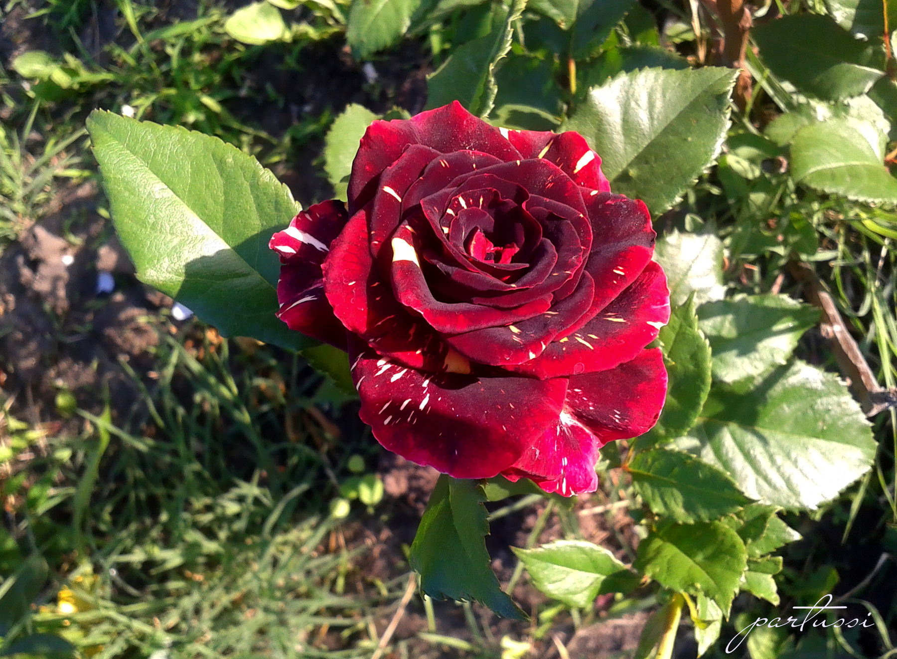 Первая роза роза розы цветы королева цветов сада