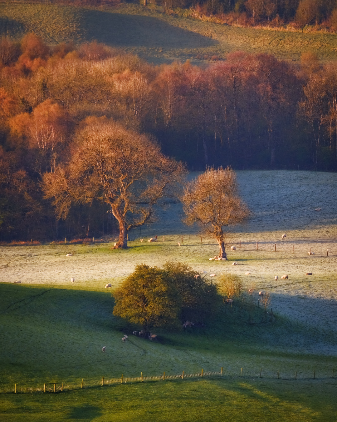 ...sun & frost... ireland rural nature outdoors landscape countryside from above morning dawn sunrise frost cold freeze sheep fields meadows shades shadows trees europe scenic scenery