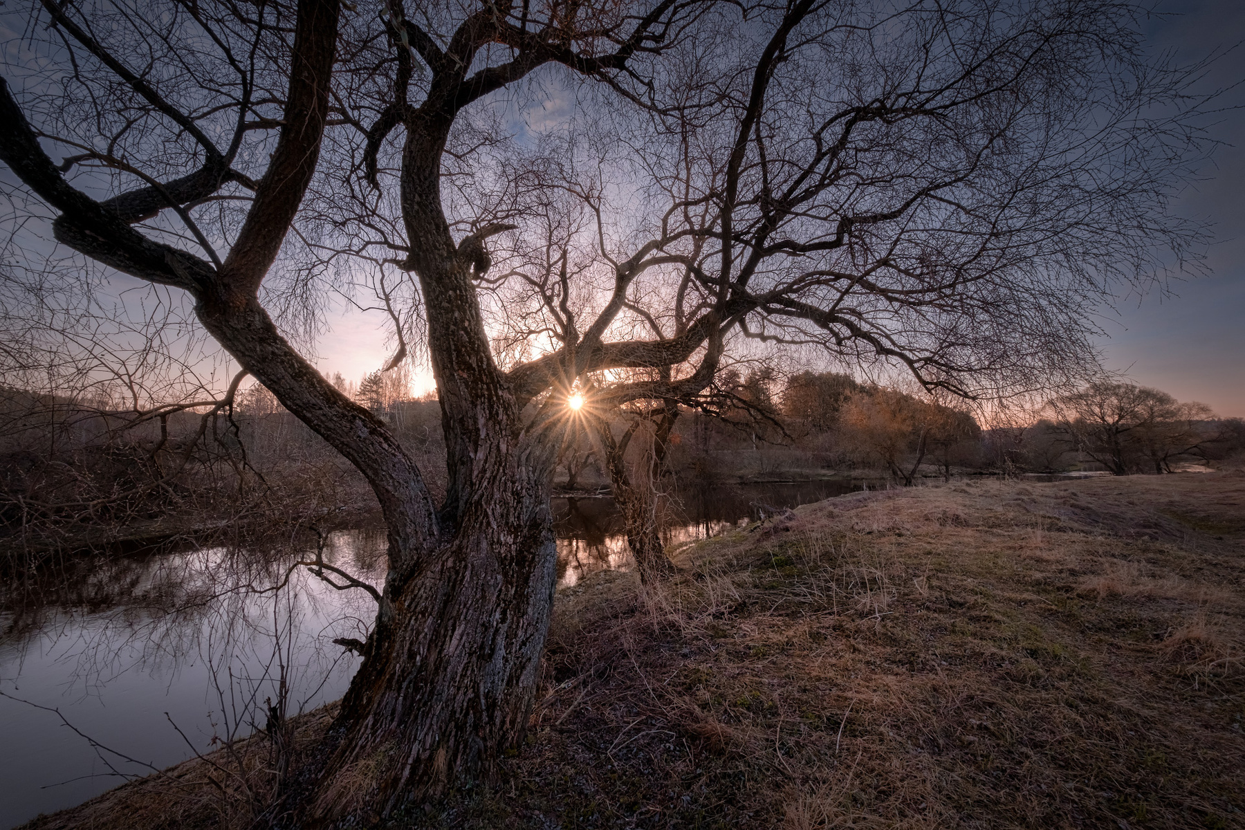 Весна старого великана река истра утро дерево рассвет вода пейзаж