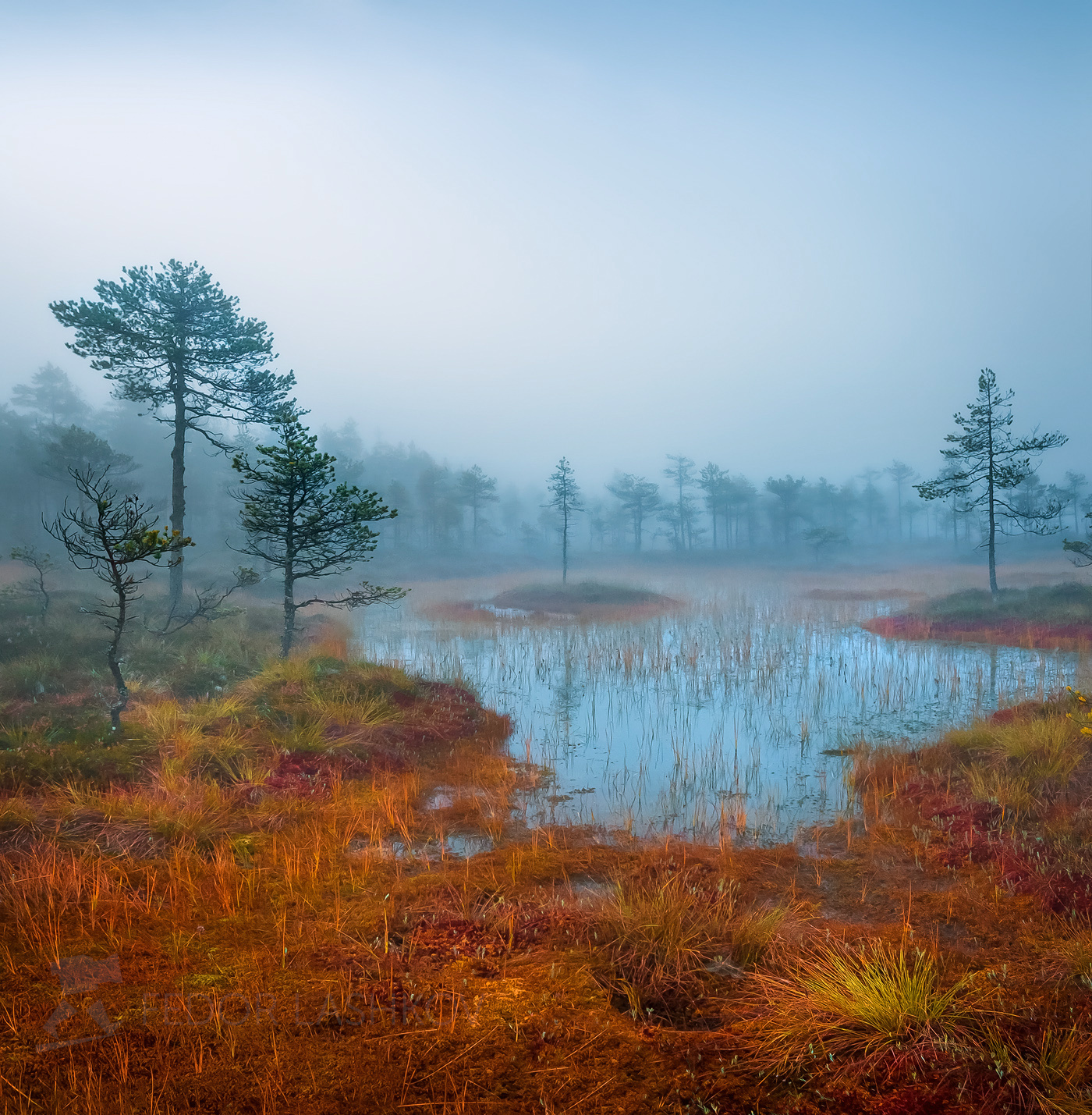Поэзия болот Ленинградская область сосна отражение покой болото осень рассвет туман дерево берег мох топь синева