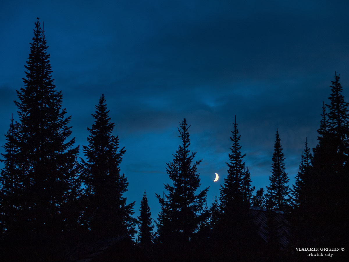 *** лес ночью месяц над лесом фото