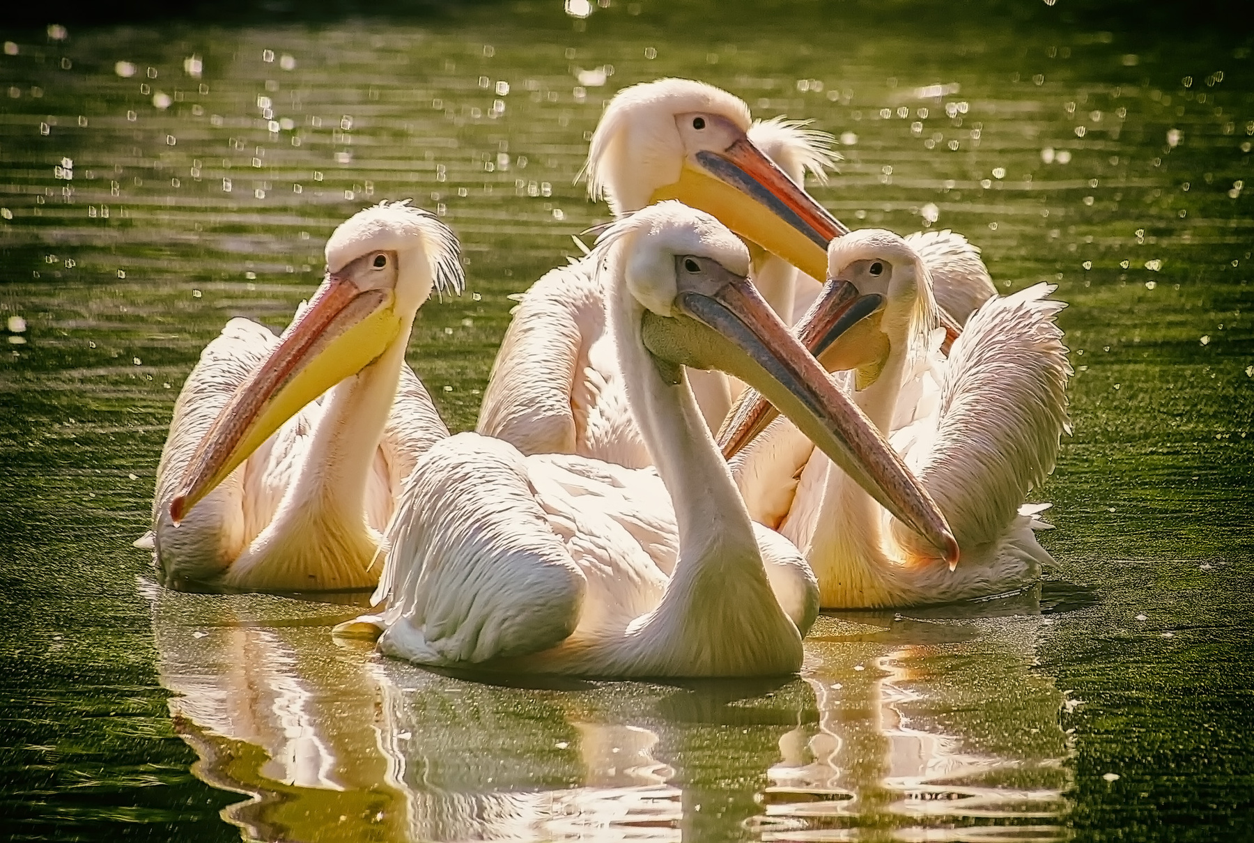 СОЛНЕЧНЫЕ кёльн зоопарк птицы пеликаны