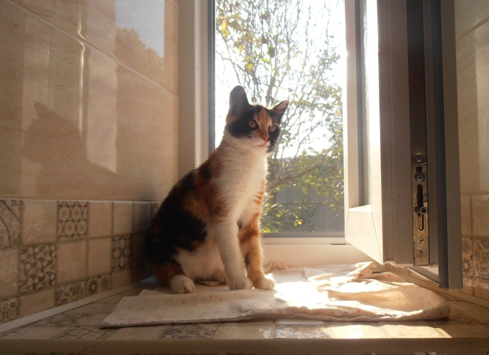 Бася, парадный портрет в интерьере ванной :) кошки дома