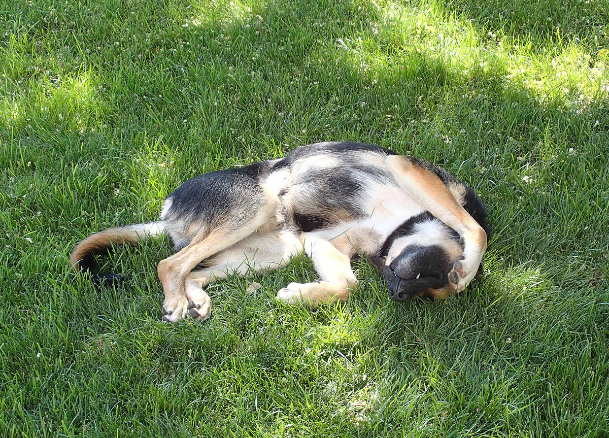 *** Крым Евпатория пёс спящий трава