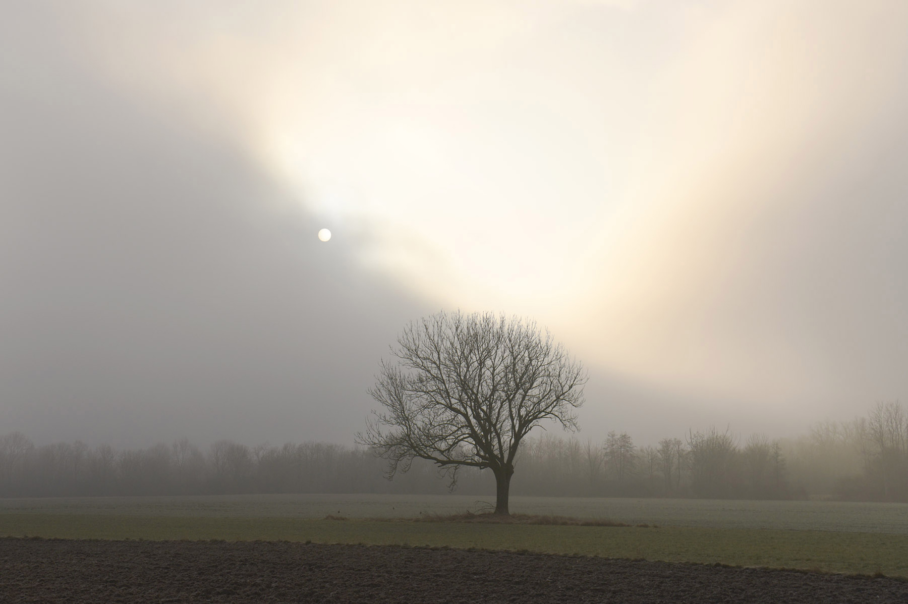 Как солнце пробивалось сквозь туман (навеяно А. Яшкиным) утро туман солнце дерево