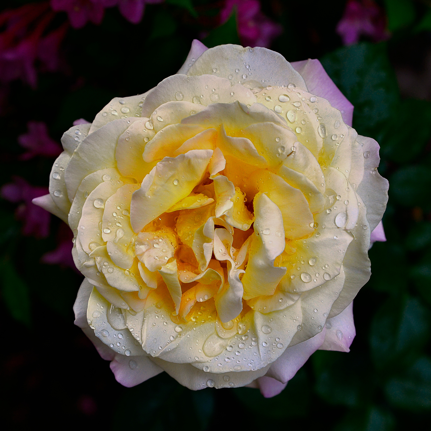 Роза Роза после дождя