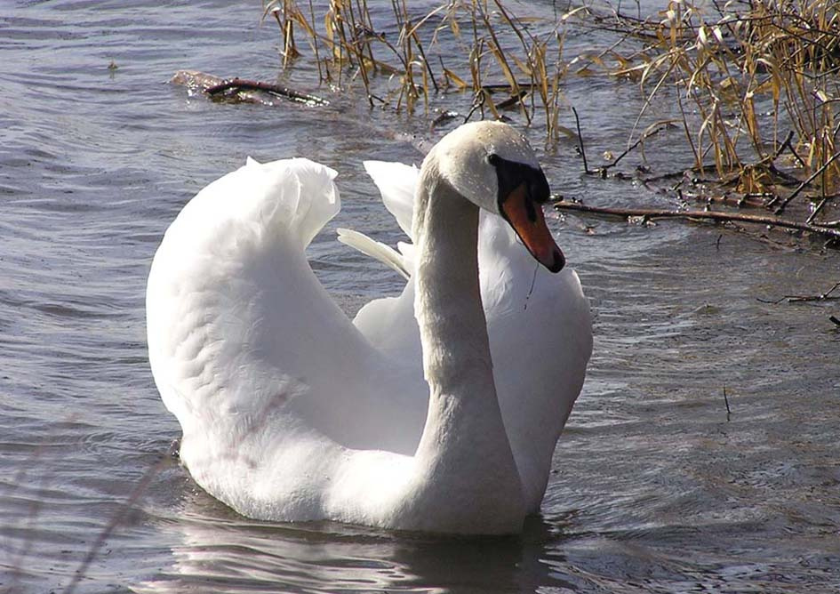 schwan schwaene