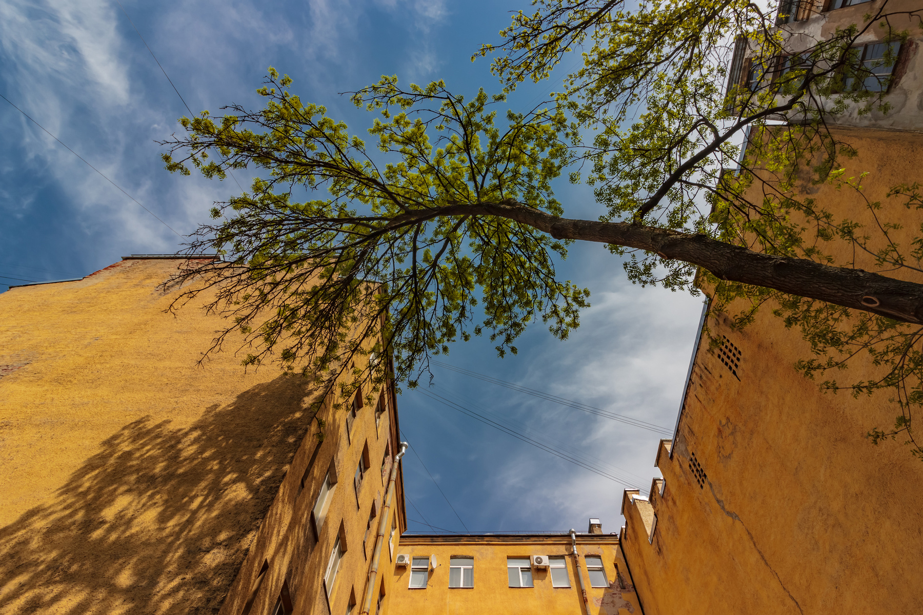 Жажда солнечного света и идеальной геометрии пространства Санкт-Петербург день стены дерево небо 10 миллиметров