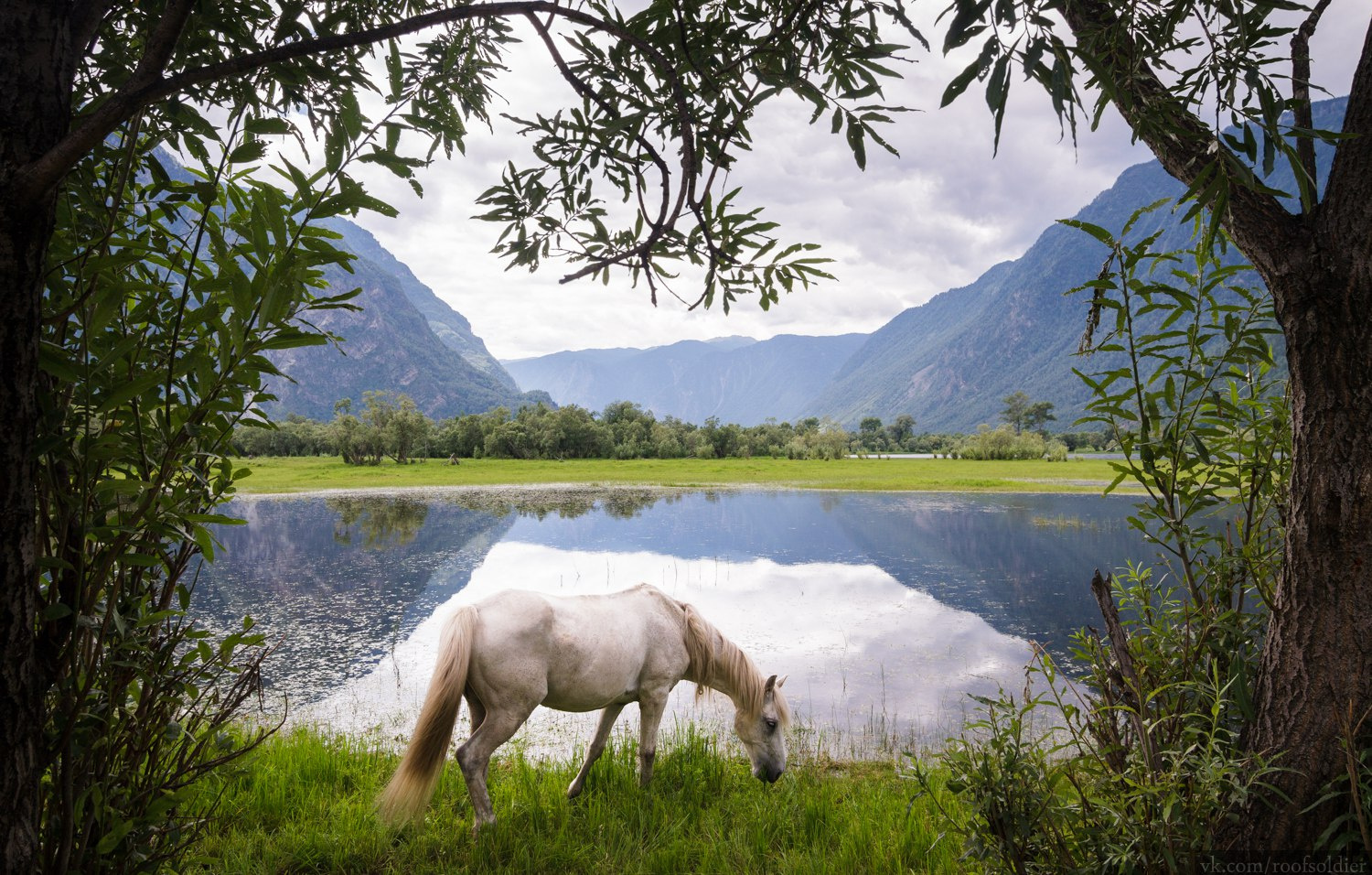 Алтай Алтай пейзаж Россия природа скала горы лошадь животное озеро отражение лес
