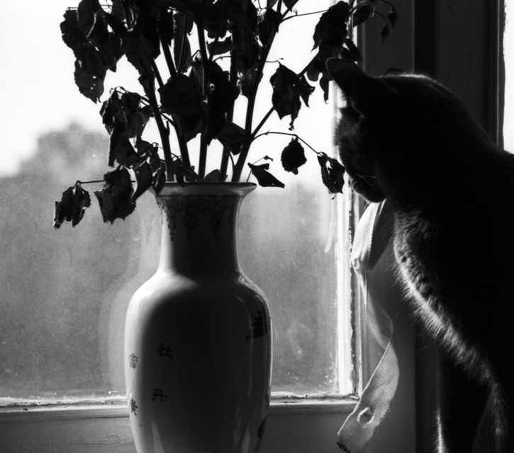 О проходящей мимо жизни кошка, окно, жизнь