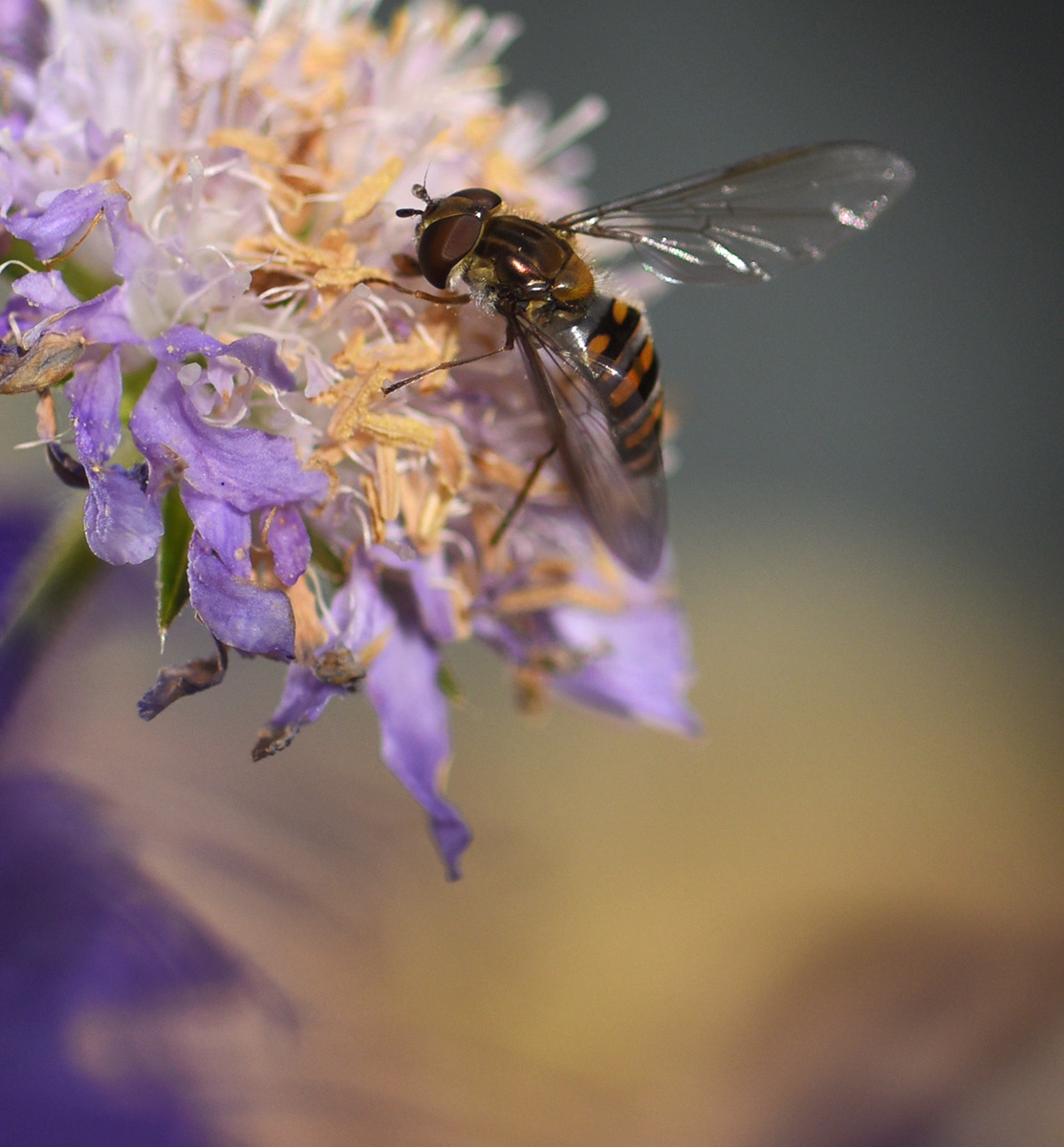 Воспоминание о. лето пчела цветок