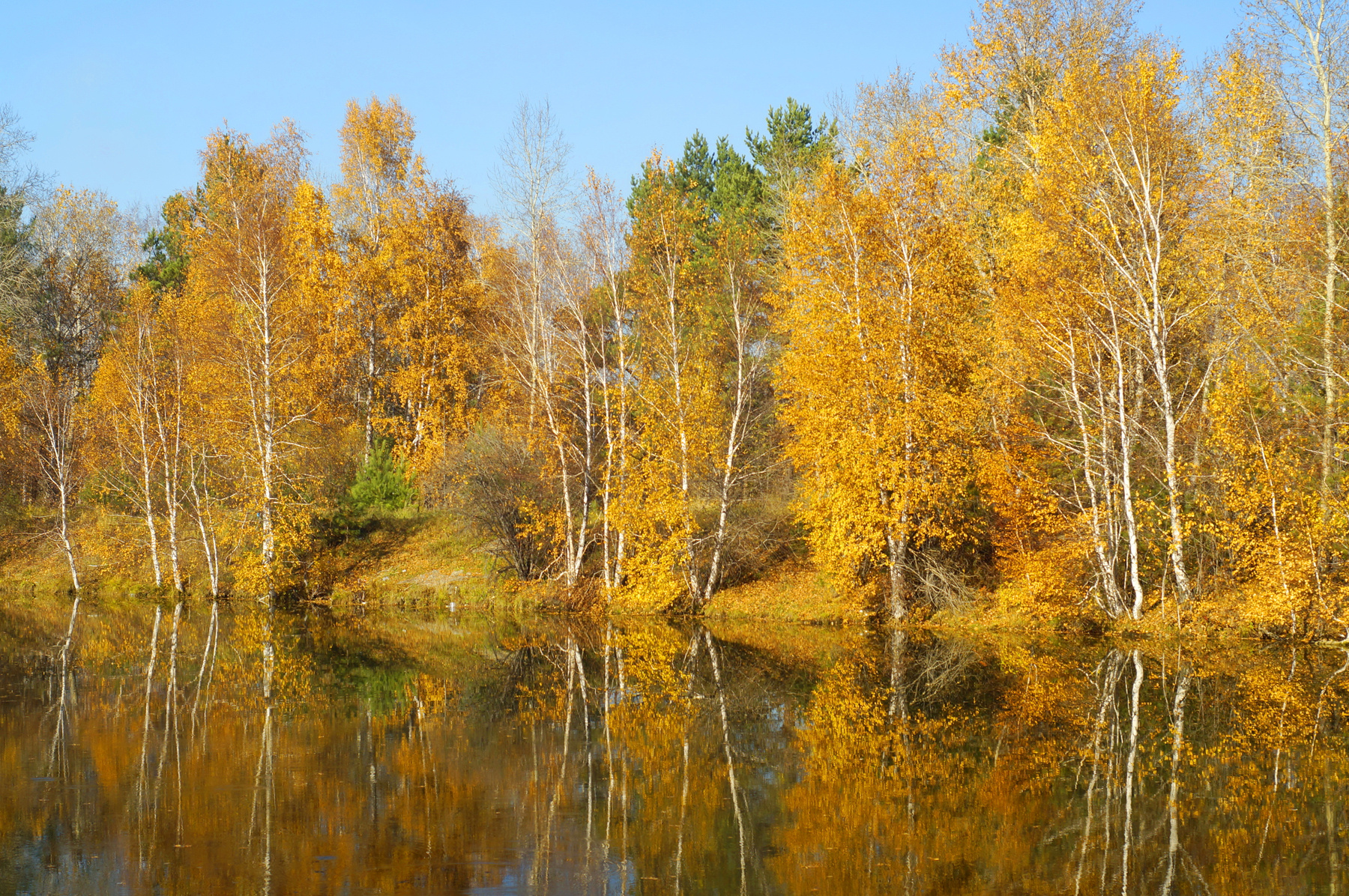 Осенние зарисовки осень лес природа листья деревья береза река