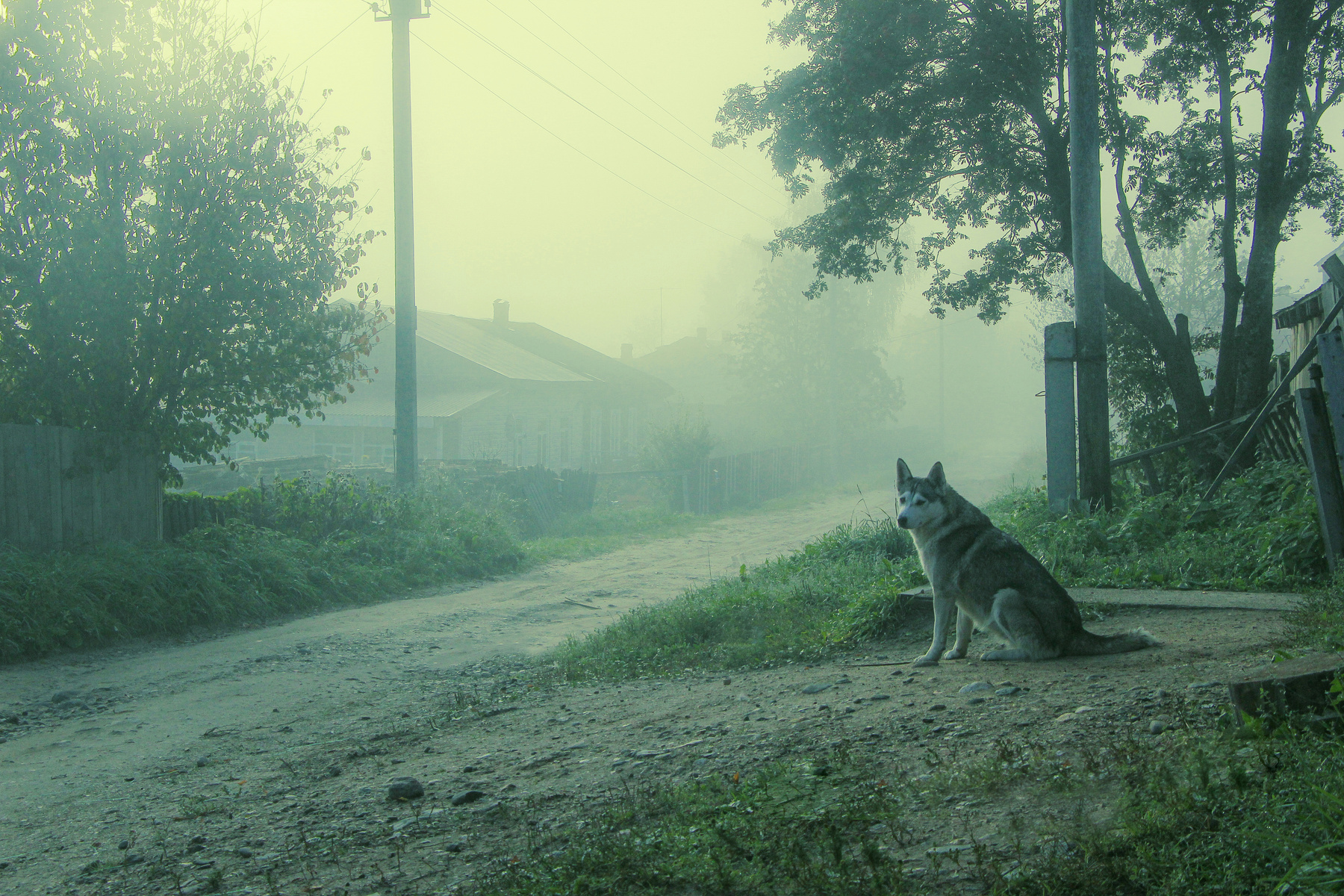Туманное утро в селе Природа собака утро туман красиво